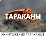 Уничтожение тараканов